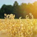 Statistics Canada’s 2021-22 carryout shows a tight situation, but a good 2022-23 crop would take off a lot of the pressure. | Getty Images