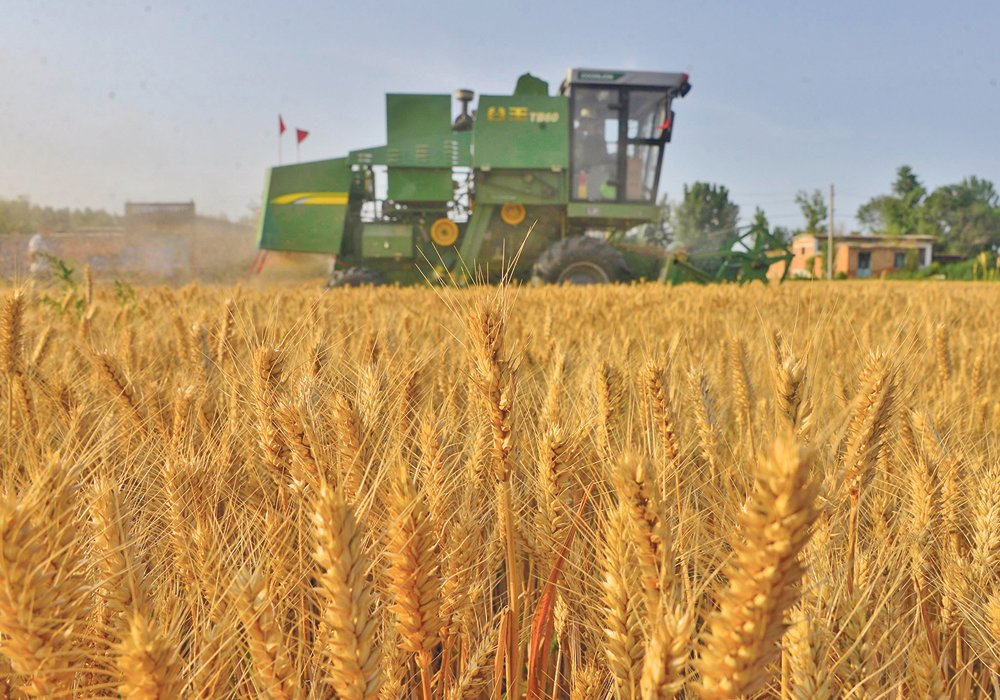 "Not long ago we went to the grassroots to do a survey and many farming experts and technicians told us that the crop conditions this year could be the worst in history," said Chinese agriculture minister Tang Renjian. But that's not what current satellite-based maps of vegetative growth are suggesting, said David Streit, chief operating officer of Commodity Weather Group. | Reuters photo