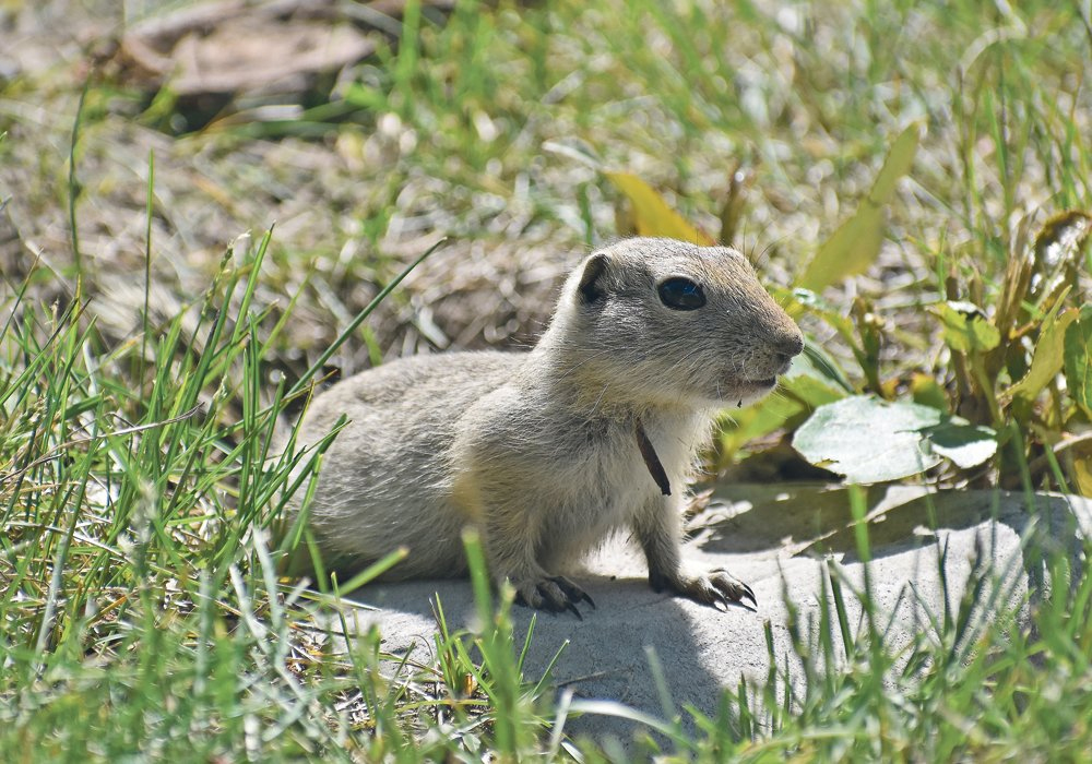 "Even though I haven’t lived in the country for decades, gophers have still been very much part of the landscape," says WP news editor Bruce Dyck. | File photo