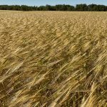 Nationally, barley acreage is expected to be down about 10 percent with the biggest decline happening in Saskatchewan, almost 18 percent. One has to wonder if the flooding in Manitoba will result in more barley in that province as producers look for a shorter season alternative due to seeding delays. | File photo