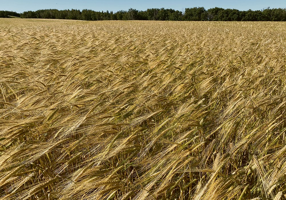Nationally, barley acreage is expected to be down about 10 percent with the biggest decline happening in Saskatchewan, almost 18 percent. One has to wonder if the flooding in Manitoba will result in more barley in that province as producers look for a shorter season alternative due to seeding delays. | File photo