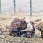 Kelcy Elford, president of the Saskatchewan StockGrowers Association, said some producers suffered devastating losses in the last couple of spring storms. | Mike Sturk photo