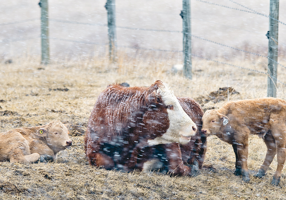 Kelcy Elford, president of the Saskatchewan StockGrowers Association, said some producers suffered devastating losses in the last couple of spring storms. | Mike Sturk photo