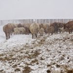 Tough spring conditions in eastern Saskatchewan and in Manitoba have left cattle producers struggling with calving. These animals at Deerwood, Man., take shelter from this storm at the end of April. | Jeannette Greaves photo