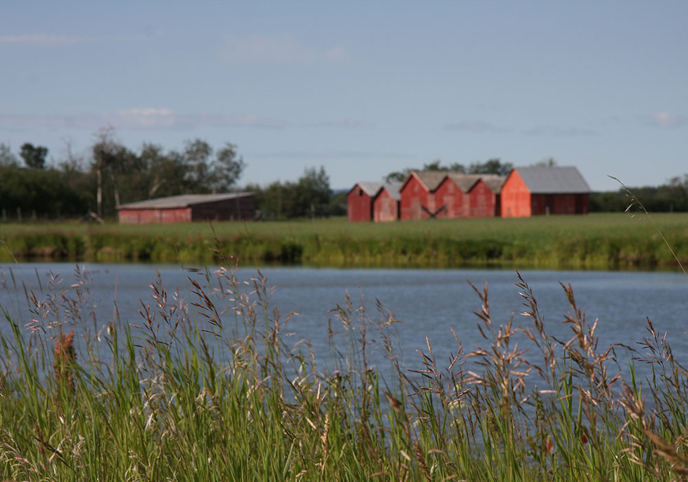 Sask. funds ag field research projects