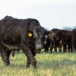 Bulls