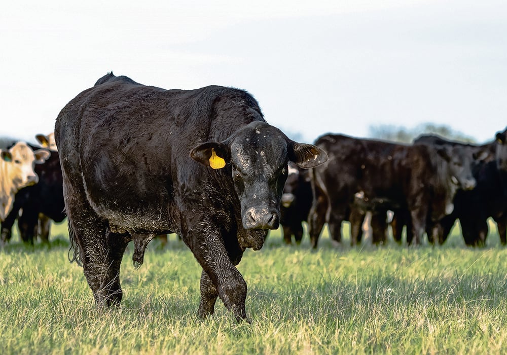 Bulls