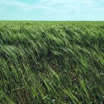 The U.S. Department of Agriculture (USDA) on Monday rated 29 percent of the U.S. winter wheat crop in good to excellent condition, up 2 percentage points from the previous week and a bigger improvement than most analysts had expected, but still among the lowest ratings on record for this point in the year. | Reuters photo
