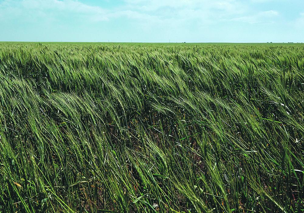 The U.S. Department of Agriculture (USDA) on Monday rated 29 percent of the U.S. winter wheat crop in good to excellent condition, up 2 percentage points from the previous week and a bigger improvement than most analysts had expected, but still among the lowest ratings on record for this point in the year. | Reuters photo