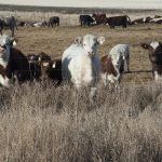 Total beef cow inventories rose in 2021 for the first time in the last decade, rising slightly by more than one percent to more than 3.7 million, although still lower than 4.2 million recorded in 2011. | File photo
