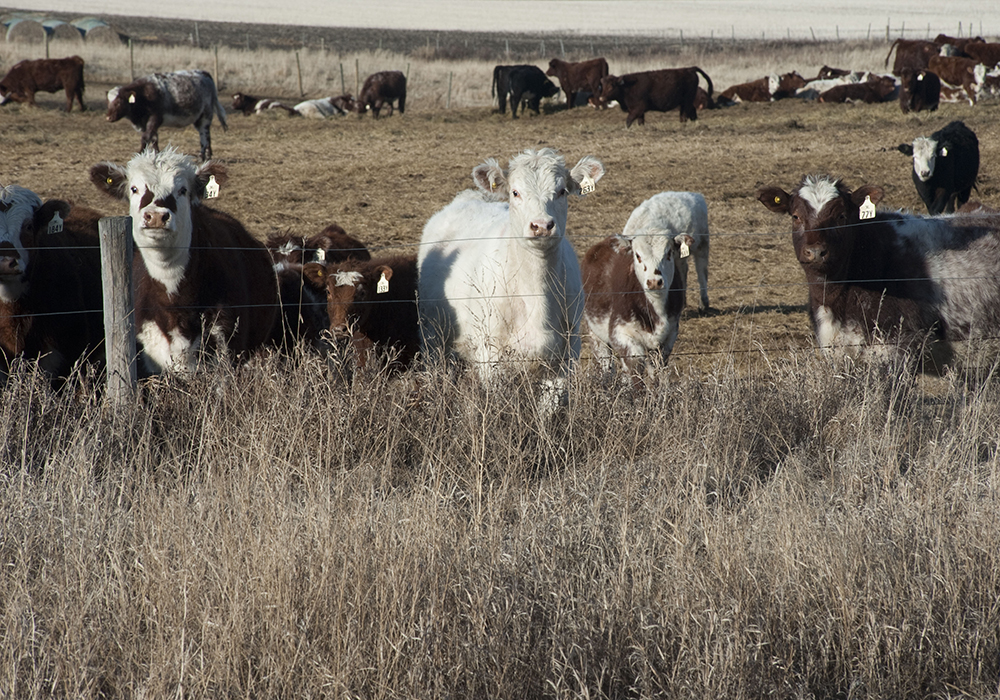 Total beef cow inventories rose in 2021 for the first time in the last decade, rising slightly by more than one percent to more than 3.7 million, although still lower than 4.2 million recorded in 2011. | File photo