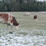 Agricultural census data released May 11 shows 64.5 percent of farms reported using "land practice methods" such as winter grazing, rotational grazing, plow-downs of green crops, winter cover crops and shelterbelts or windbreaks. | File photo