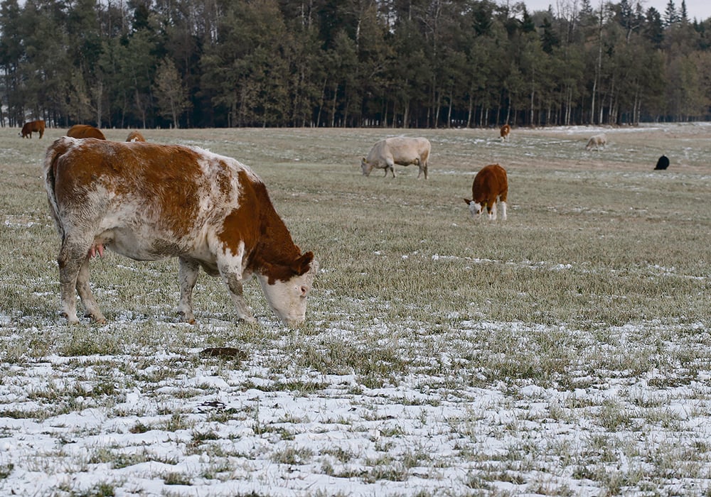 Agricultural census data released May 11 shows 64.5 percent of farms reported using "land practice methods" such as winter grazing, rotational grazing, plow-downs of green crops, winter cover crops and shelterbelts or windbreaks.  | File photo