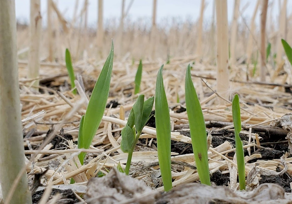 Rod MacRae, associate professor in the faculty of environmental and urban change, said Canada has an "implementation problem" when it comes to policies for environmental improvement. | University of Manitoba photo