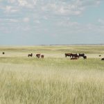 The Canadian Cattlemen’s Association says tools to maintain grasslands include a natural perennial forage conversion program, term easements, more funding for programs that support best management practices and rewarding producers for carbon sequestration and biodiversity, water and wetland conservation. | File photo