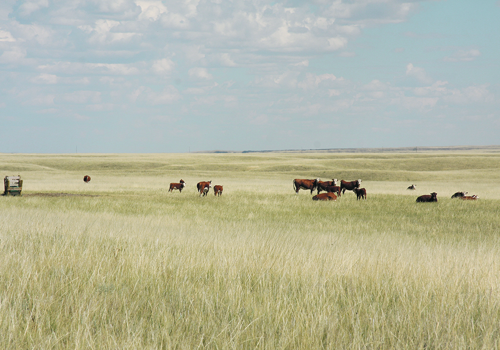 The Canadian Cattlemen’s Association says tools to maintain grasslands include a natural perennial forage conversion program, term easements, more funding for programs that support best management practices and rewarding producers for carbon sequestration and biodiversity, water and wetland conservation.  |  File photo