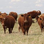We are approaching the time of year when lead poisoning is commonly seen in beef cattle in Western Canada. | File photo