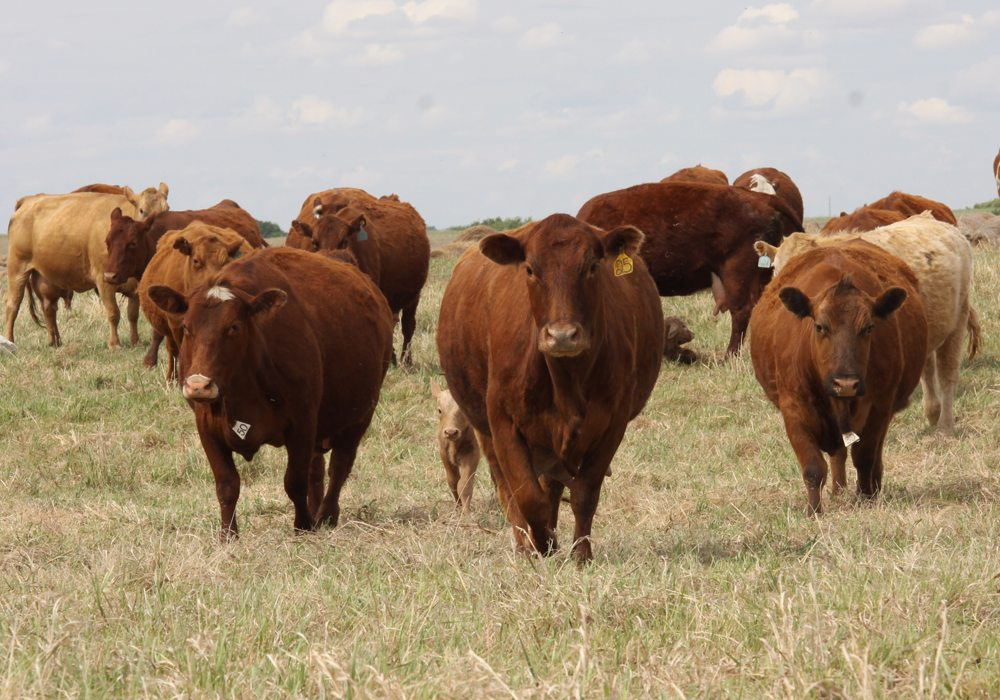 Lead poisoning often seen when cattle are put on pasture The Western