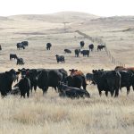 Adaptive multi-paddock grazing divides fields into many smaller paddocks and rotates cattle through each paddock for short periods, followed by long periods of rest for the land, allowing vegetation time to regrow. | Timm Dobert photo