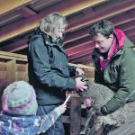 Provincial wildlife veterinarian Dr. Helen Schwantje, B.C. Sheep Separation Program co-ordinator Jeremy Ayotte and Ellie Hann test a flock for M. ovi at Riverside Farm near Briscoe, B.C. | Jesse Bone photo