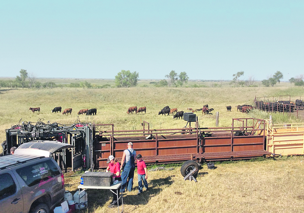 Portable corrals should be laid out in ways to make everything simple and easy because cattle always want to see what’s pressuring them.  |  Dr. Kip Lukasiewicz photo