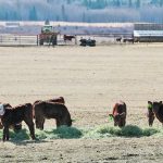 Significant challenges remain for livestock producers this year, but the sector is unsure about whether adequate programming exists to support them. | Wendy Dudley photo