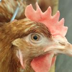 The province is inching toward the one million mark with 900,000 birds in commercial and small flocks affected. | File photo