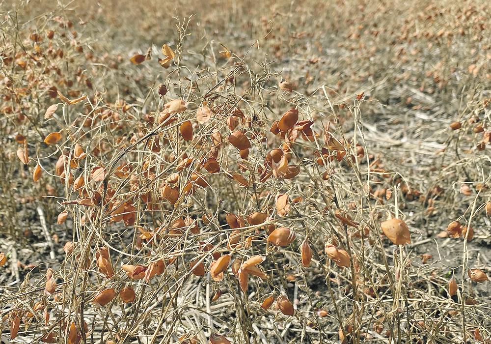 Producers have told Statistics Canada they plan to grow 4.49 million acres of lentils this year. | File photo