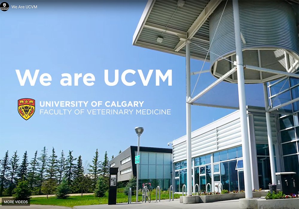 Annual student enrolment will be doubled under a major three-year expansion of the University of Calgary's Faculty of Veterinary Medicine. The funding will be used to hire more instructors. | Screencap via vet.ucalgary.ca