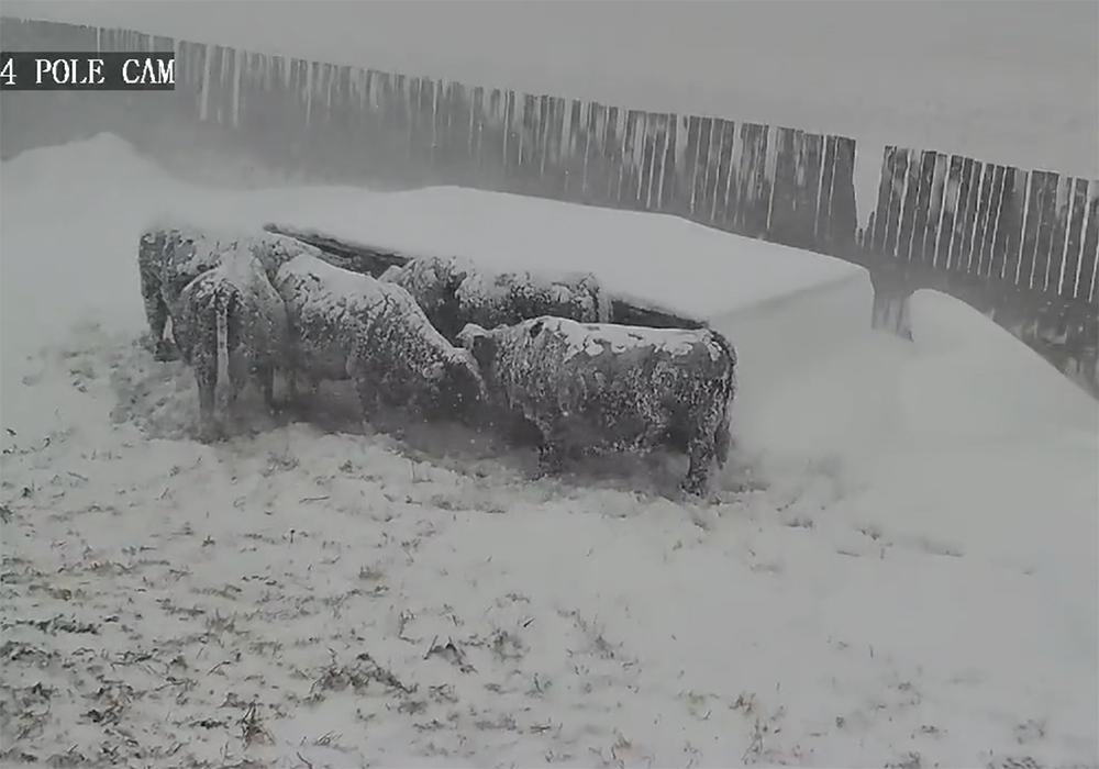 A series of spring storms have had a devastating impact on livestock in Manitoba. | Screencap via Twitter/@NYKCattle