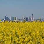 Germany plans to reduce the use of biodiesel produced from oilseed crops like canola, according to numerous reports. | Getty Images