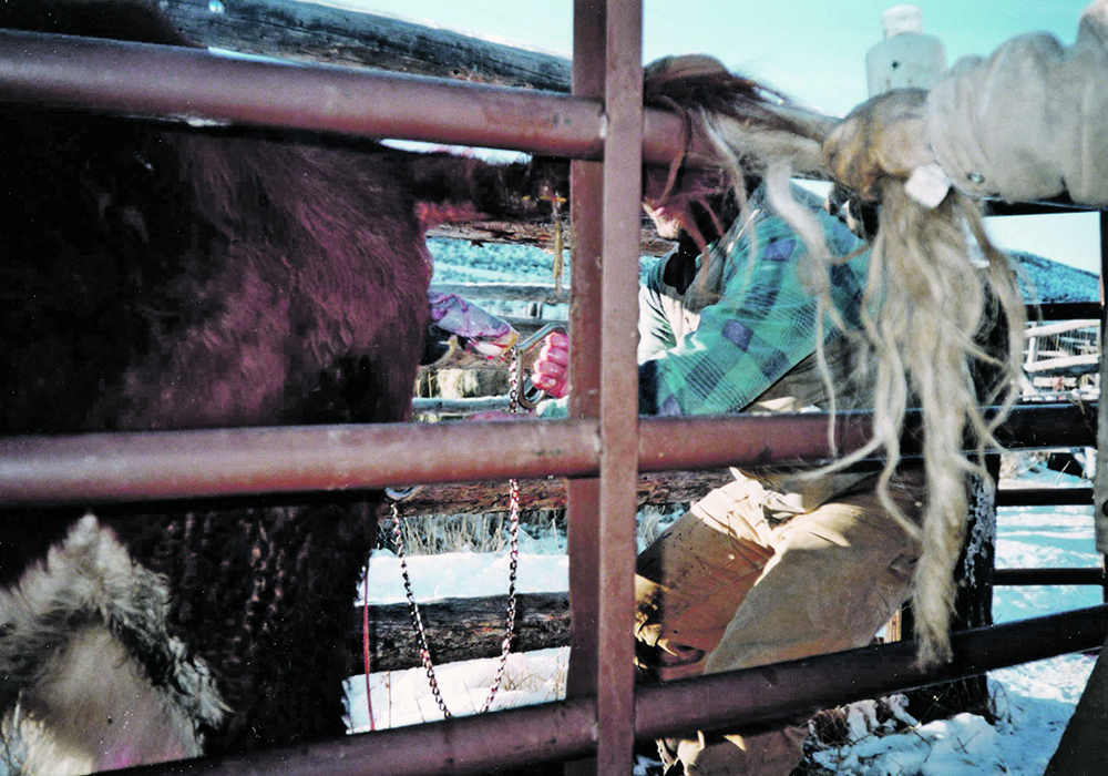 Retained placentas and calving problems are the two most common causes of uterine infections.  |  Heather Smith Thomas photo
