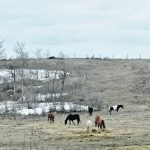 horses in the field
