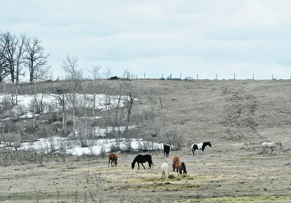 horses in the field