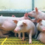 Diseases including African swine fever, foot-and-mouth disease and avian influenza have negatively impacted livestock and poultry populations globally. | File photo