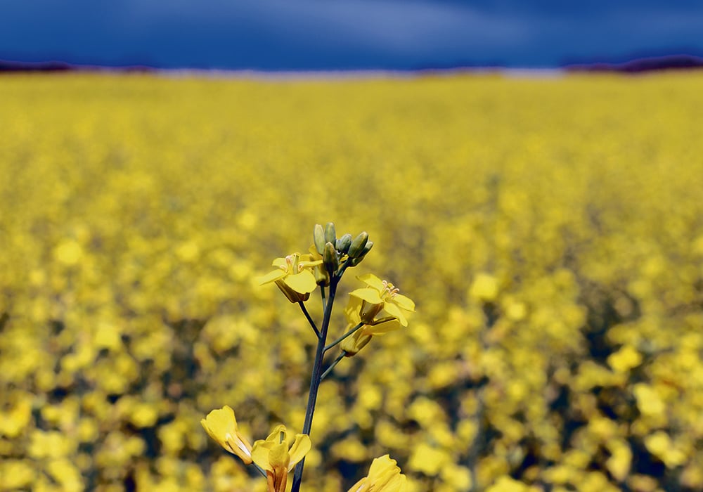 The European Union was Canada’s fourth largest canola market in 2021 and second biggest in 2020. Imported Canadian canola is used as a biodiesel feedstock in the EU.  |  File photo