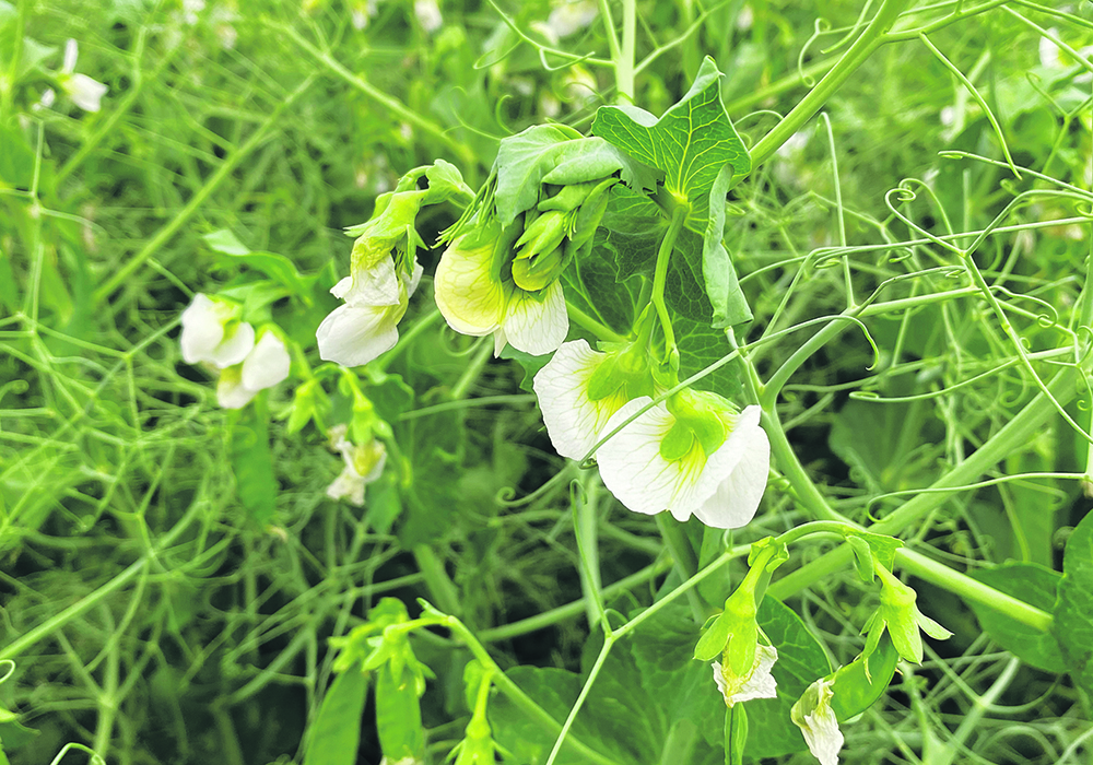 Russian pea growers want their government to quicken the pace of negotiations with China over a phytosanitary agreement.  |  File photo