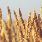 The success of Canadian wheat may at some point be contingent on the agricultural sector’s stance on issues such as climate change, carbon and sustainability. | File photo