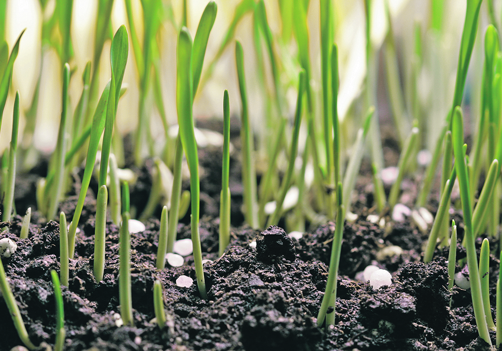 Urea prices fell recently because of delayed seeding, but a rebound is anticipated once the seed is in the ground.  |  File photo