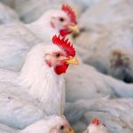 In Alberta, where bird flu effects have been the greatest in the country, only one additional farm reported a case last week, and 37,000 more birds in commercial and small flocks were impacted. That’s compared to 900,000 birds impacted and 23 farms that have reported cases over the previous six weeks. | Getty Images