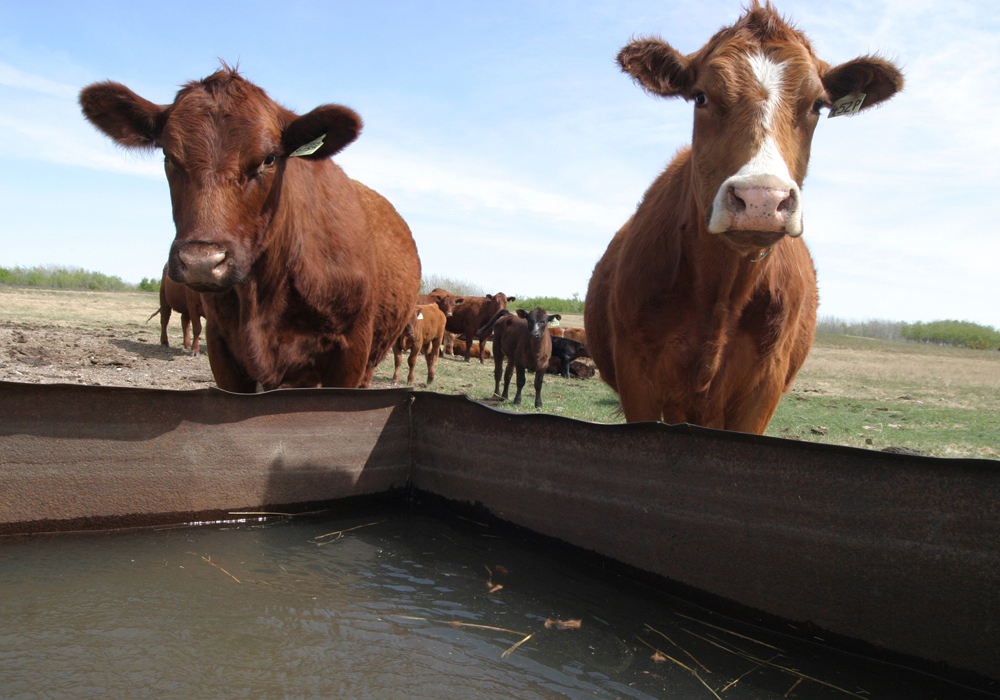 Statistics Canada’s agricultural census shows total beef cow numbers rose slightly in 2021, the first increase in the last decade. Beef cow numbers rose by slightly more than one percent to more than 3.7 million, which is still lower than 4.2 million recorded in 2011, according to the latest census data. But the recording period for that data is from before May 2021, pointed out Brenna Grant, executive director of Canfax. | File photo