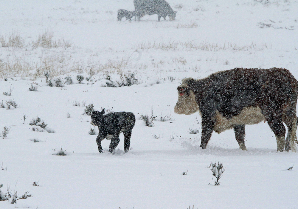 The province announced after April snow storms that cattle producers who lost calves could receive money through the Provincial Disaster Assistance Program if their rural municipalities declared disasters.  However, that program restricts eligibility to small businesses that make less than $2 million in gross annual income. That eliminates some larger operations that experienced losses.  | Getty Images