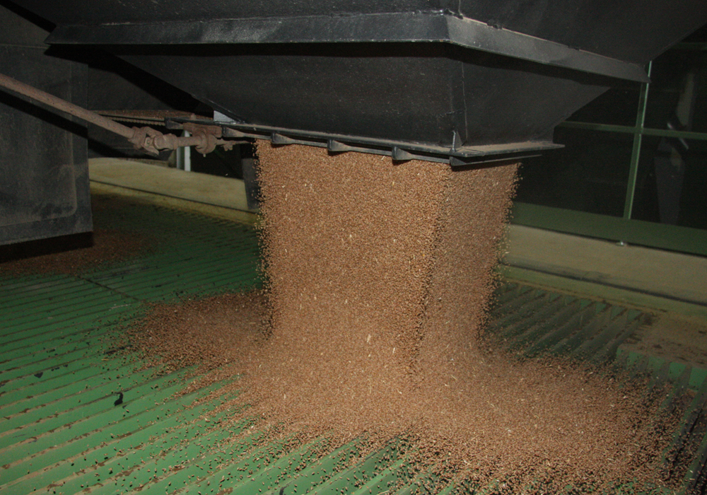 In mid-May the Canadian Grain Commission altered its standard samples for mildew damage because research has shown that mildew has minimal impact on the functionality of wheat.  | File photo