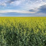 The canola market typically sees its seasonal peaks in late-June or early July, but the weather uncertainty may disrupt that pattern this year. | Mike Raine photo