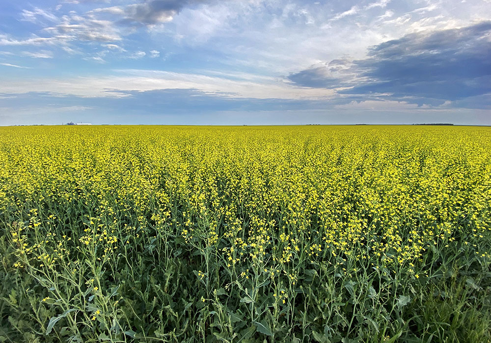 The canola market typically sees its seasonal peaks in late-June or early July, but the weather uncertainty may disrupt that pattern this year.  |  Mike Raine photo