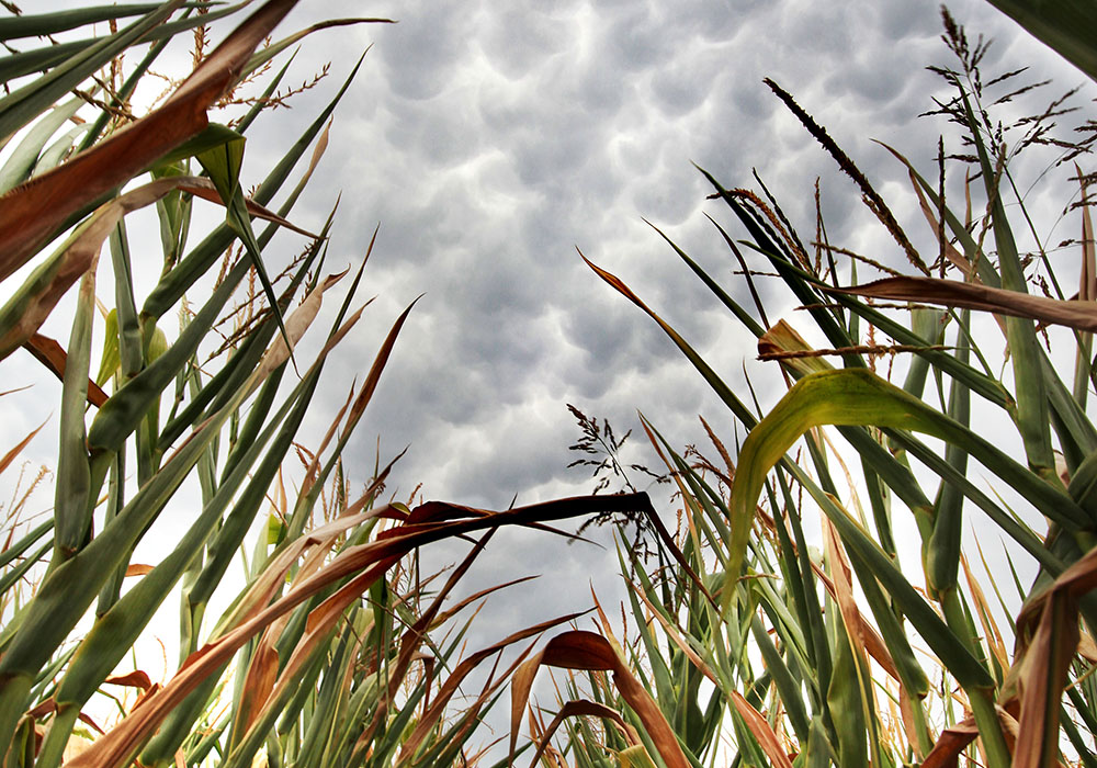 If the government can ensure that there is enough certified seed and the costs make sense, informality will naturally reduce in the long run.  |  Mike Raine photo