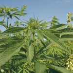 The industry expects a small increase in hemp acres in Western Canada this year, despite the challenges facing the sector. | File photo