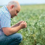 University of Saskatchewan entomologist Sean Prager examines a fababean plant for signs of insect damage. | U of S photo