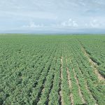 Tammy Jones said regular field scouting just prior to flowering in peas and lentils is best so producers can stay ahead of disease with timely fungicide application. | Corteva Agriscience photos