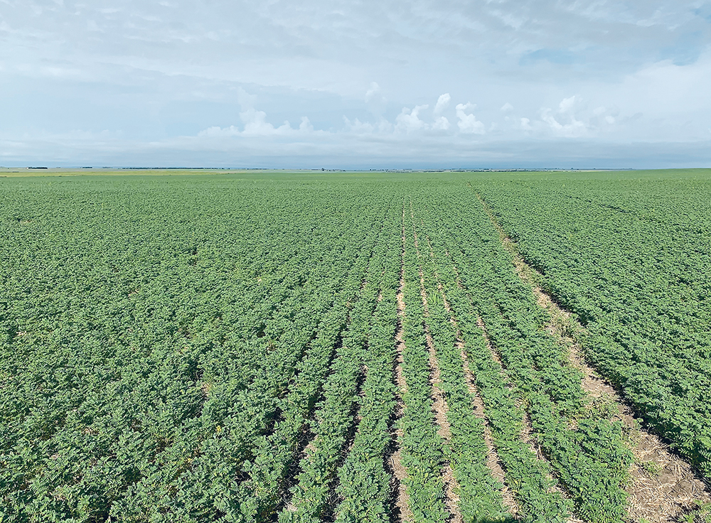Tammy Jones said regular field scouting just prior to flowering in peas and lentils is best so producers can stay ahead of disease with timely fungicide application.   |  Corteva Agriscience photos